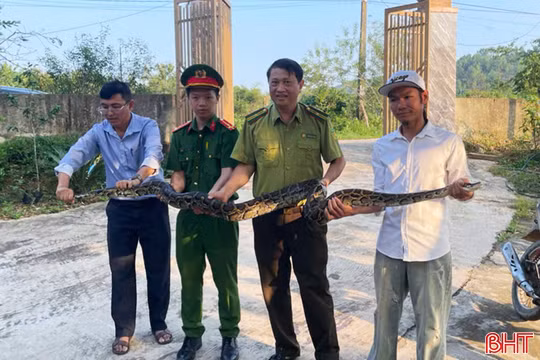 Người dân tự nguyện giao nộp cá thể trăn đất quý hiếm