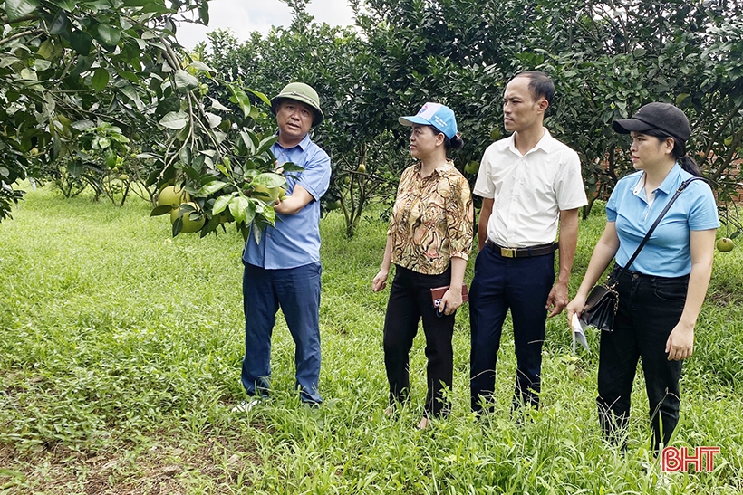 Trà mướp đắng của Hà Tĩnh được làm như thế nào?