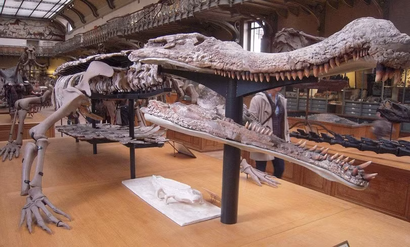 Mô hình bộ xương của loài cá sấu cổ đại Sarcosuchus tại Bảo tàng Tự nhiên Quốc gia ở Paris, Pháp. (Nguồn: Wikimedia Commons)