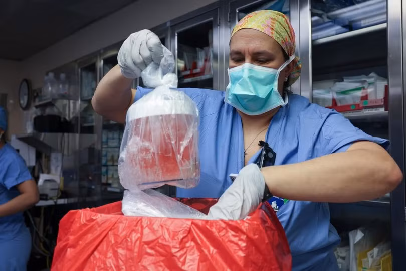 Bác sỹ lấy quả thận lợn đã biến đổi gene để chuẩn bị cấy ghép cho bệnh nhân. (Nguồn: Bệnh viện đa khoa Massachusetts)
