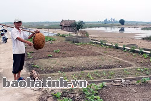 Người dân tận dụng ô nại bỏ hoang để làm rau