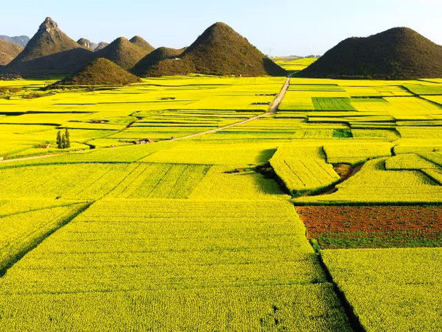 nhung buc anh tuyet dep ve canh dong hoa xuan tren khap the gioi