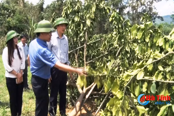 ho tro nhan dan tieu thu san pham khoi phuc vuon buoi phuc trach