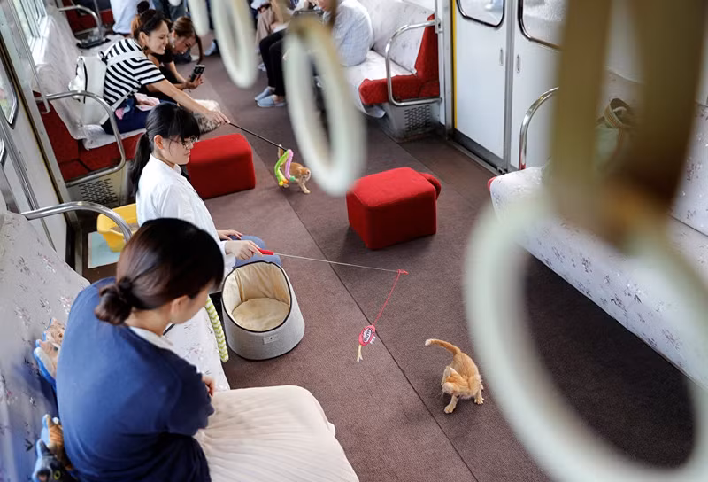 tau hoa thanh tiem ca phe cho nguoi yeu meo o nhat ban