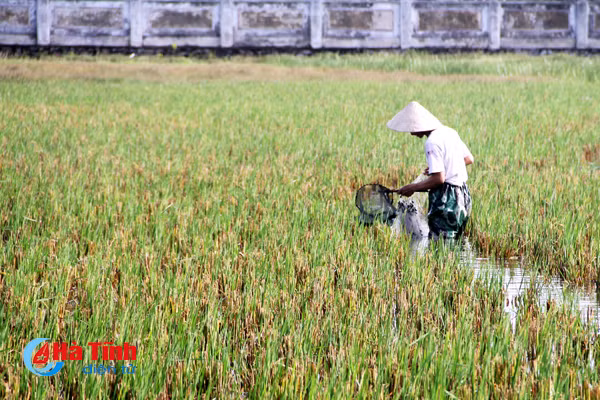 sau mua bao cac can thu tro tai cau ca