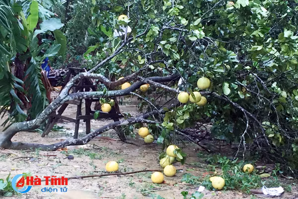 nuoc mat nguoi trong buoi sau bao