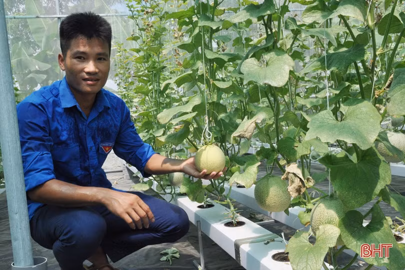 Lợi nhuận cao, xã ven đô Hà Tĩnh “rộ” nghề trồng dưa lưới