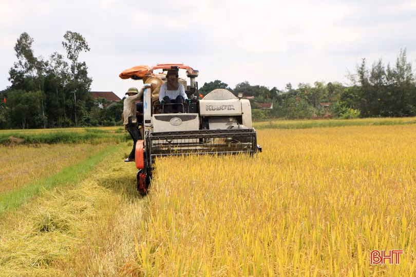 Nông dân Hà Tĩnh hối hả gặt lúa “chạy” bão Podul