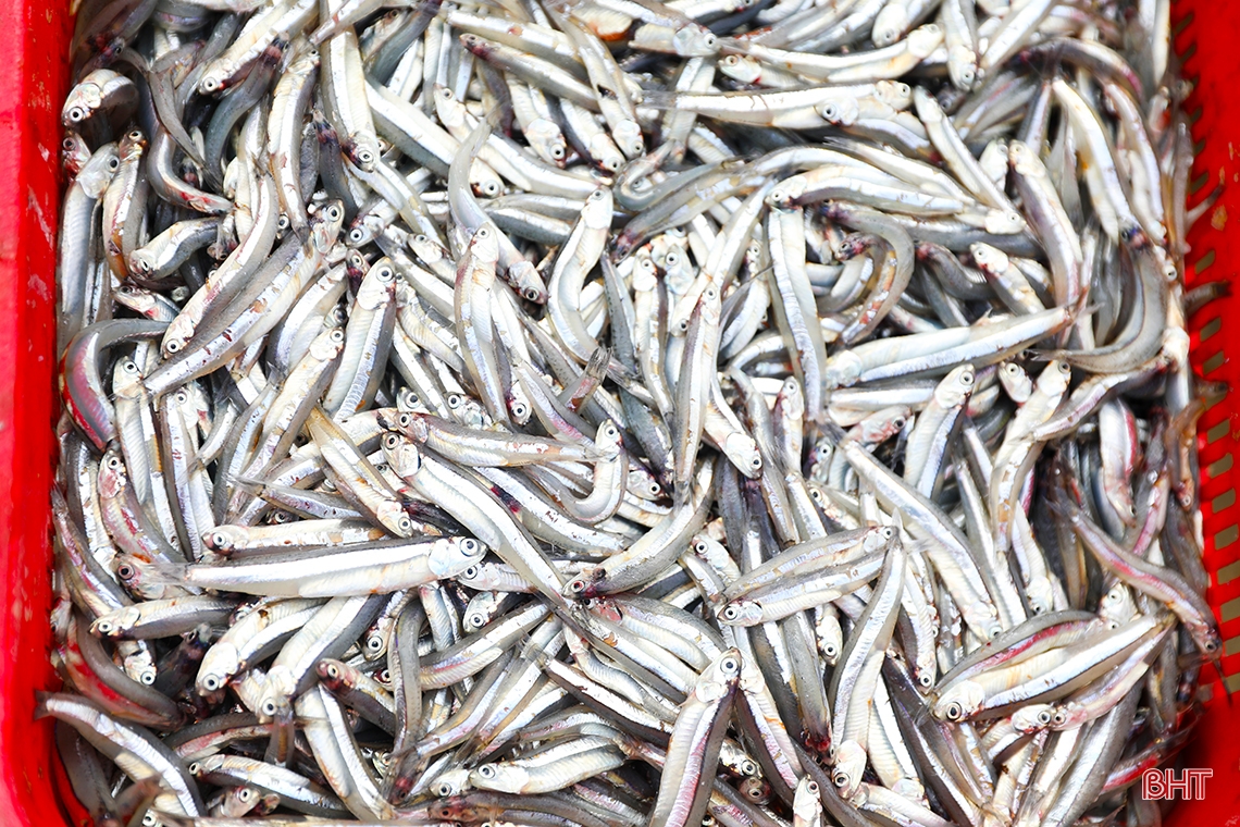 Ngư dân Hà Tĩnh trúng “lộc biển đầu năm