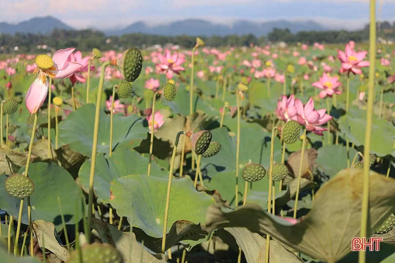 Nông dân Thạch Hà vào mùa thu hoạch gương sen