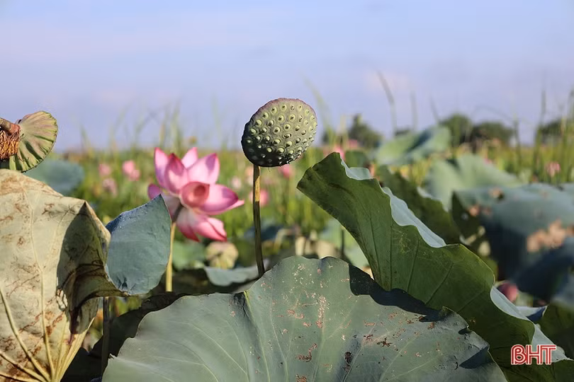 Nông dân Thạch Hà vào mùa thu hoạch gương sen