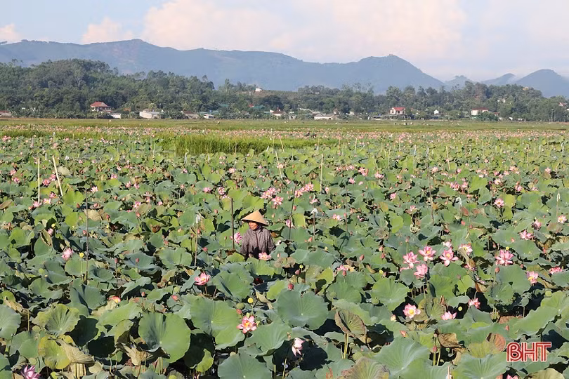 Nông dân Thạch Hà vào mùa thu hoạch gương sen