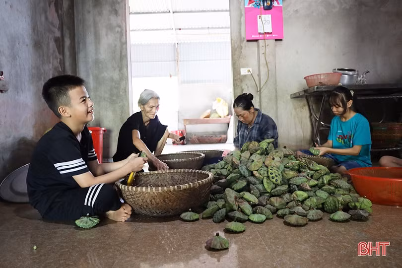 Nông dân Thạch Hà vào mùa thu hoạch gương sen