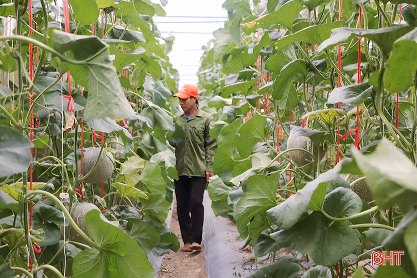 Đổi đời nhờ trồng dưa lưới trong nhà màng
