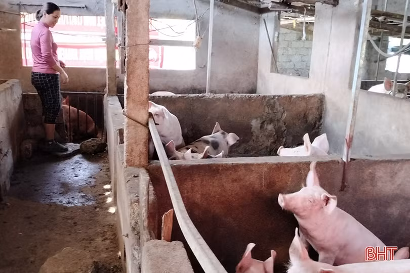 Giá lợn hơi ở Hà Tĩnh tăng trở lại