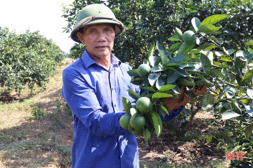 Trang trại hơn 15ha doanh thu hàng tỷ đồng của cựu chiến binh ở Hương Sơn