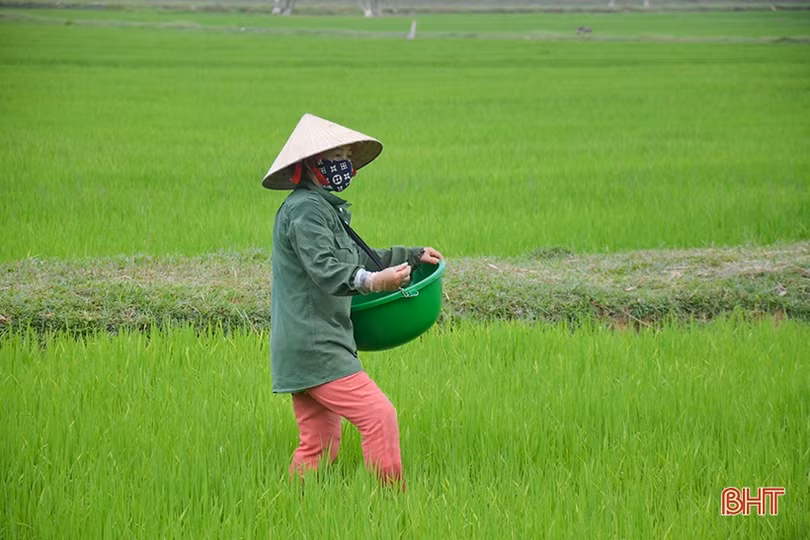 “Mưa vàng hạ nhiệt”, nông dân Hà Tĩnh thuận lợi chăm sóc lúa hè thu
