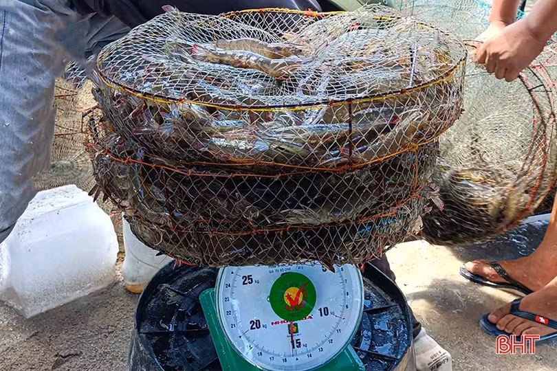 Giá tôm xuân hè ở Hà Tĩnh giảm mạnh