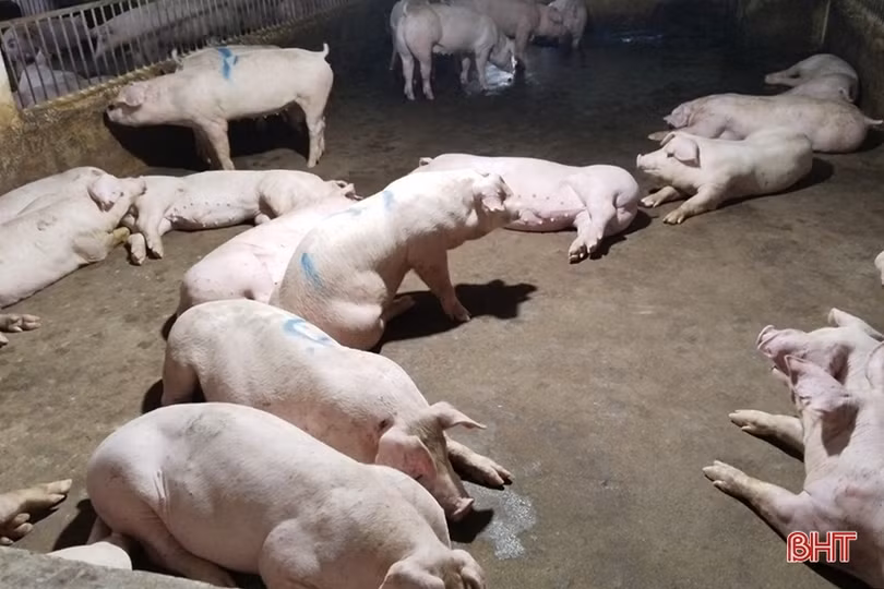 Giá lợn hơi ở Hà Tĩnh tăng trở lại