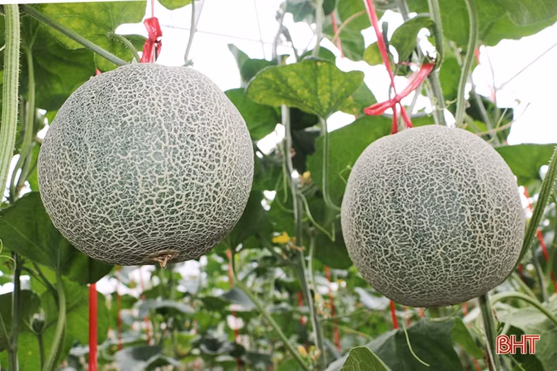Đổi đời nhờ trồng dưa lưới trong nhà màng
