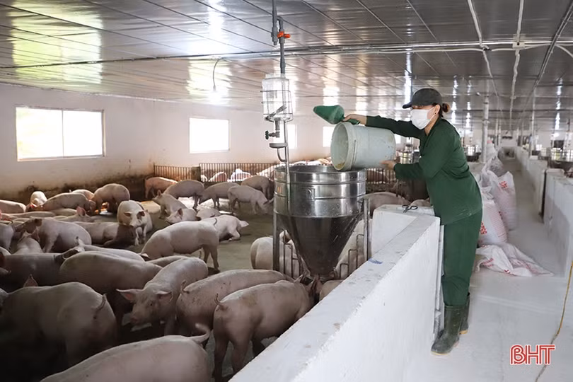 Giá lợn hơi ở Hà Tĩnh tăng trở lại