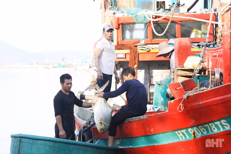Ngư dân Hà Tĩnh mang về hơn 18.400 tấn “lộc biển”