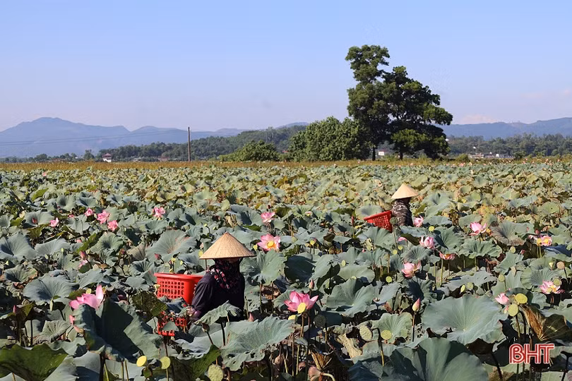 Nông dân Thạch Hà vào mùa thu hoạch gương sen
