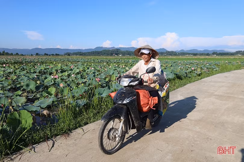 Nông dân Thạch Hà vào mùa thu hoạch gương sen