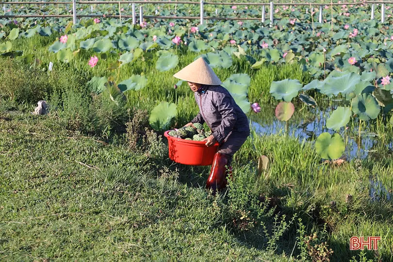 Nông dân Thạch Hà vào mùa thu hoạch gương sen