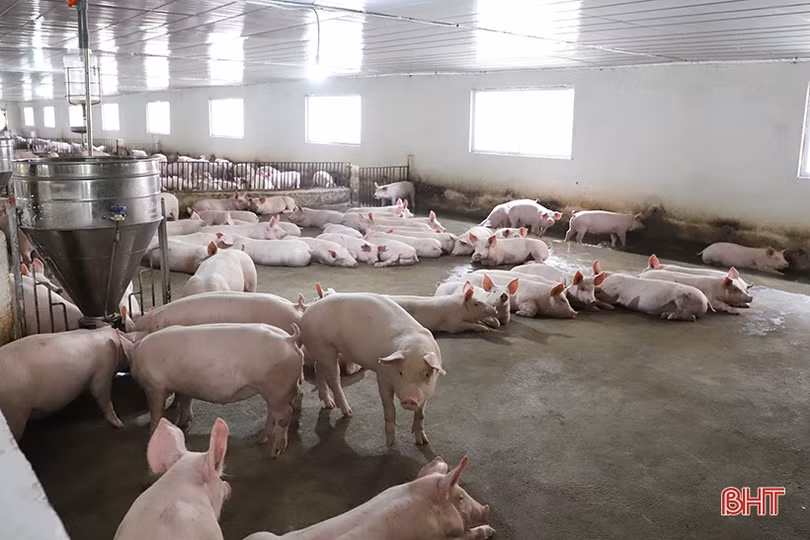 Giá lợn hơi ở Hà Tĩnh tăng trở lại
