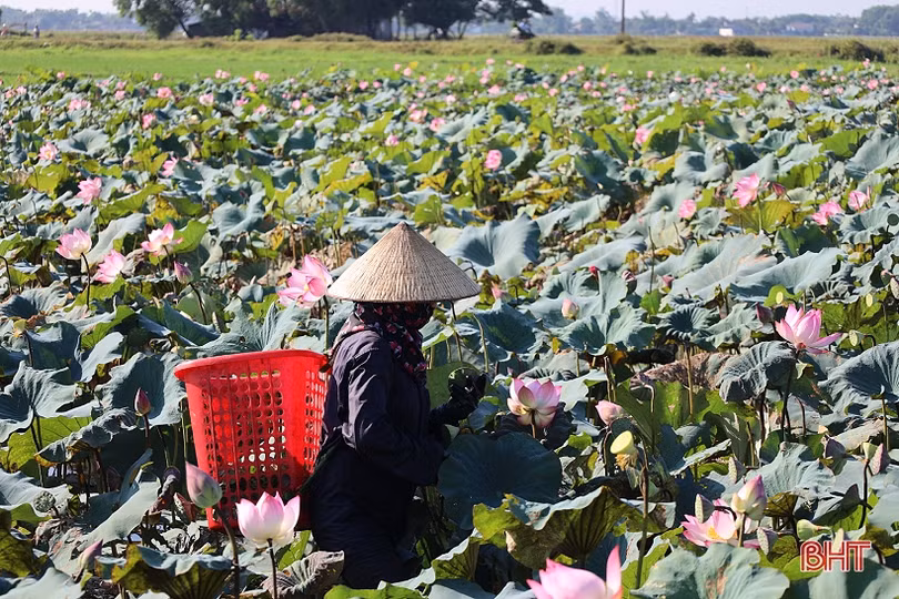 Nông dân Thạch Hà vào mùa thu hoạch gương sen