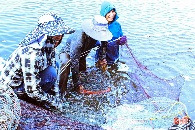 Giá tôm xuân hè ở Hà Tĩnh giảm mạnh