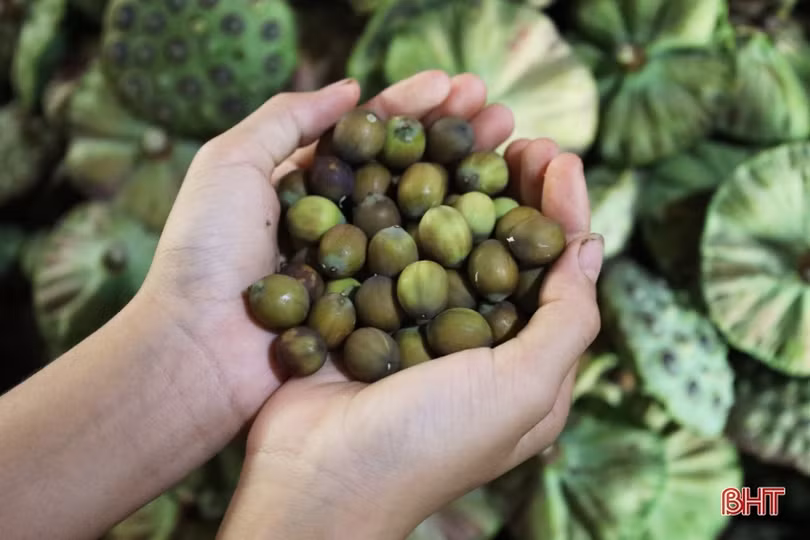 Nông dân Thạch Hà vào mùa thu hoạch gương sen