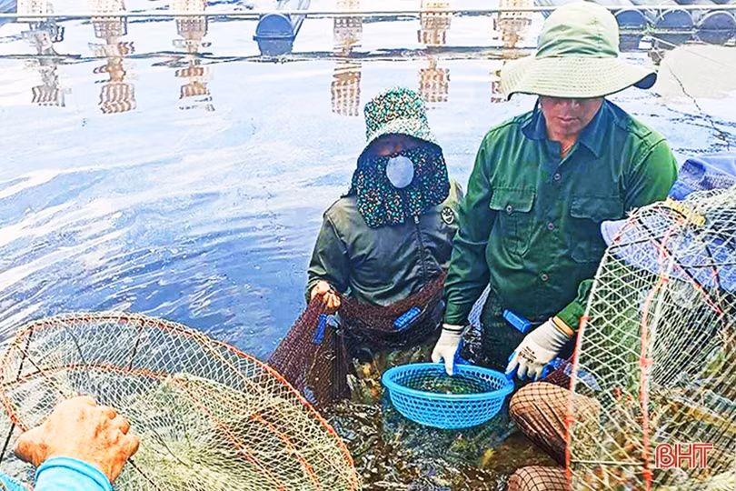 Giá tôm xuân hè ở Hà Tĩnh giảm mạnh