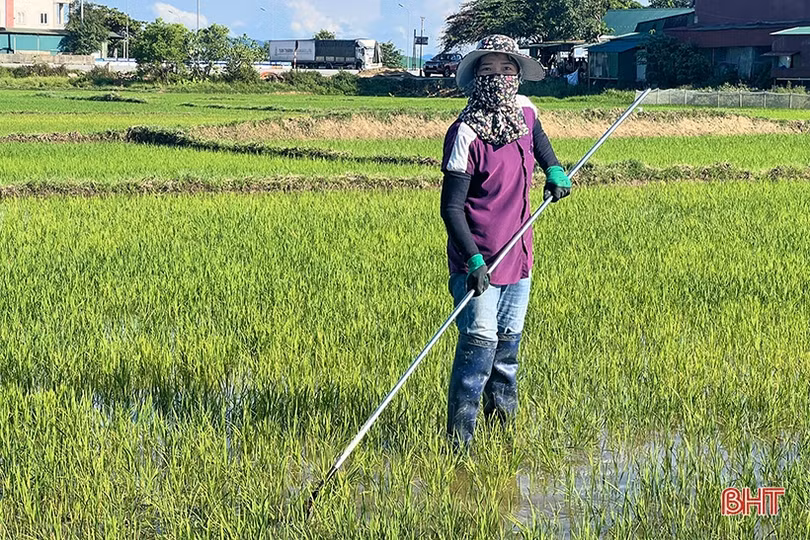 “Mưa vàng hạ nhiệt”, nông dân Hà Tĩnh thuận lợi chăm sóc lúa hè thu