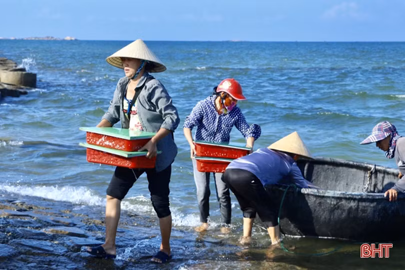 Hơn 1 tuần, ngư dân ở Hà Tĩnh trúng đậm gần 10 tấn mực, thu 2,8 tỷ đồng