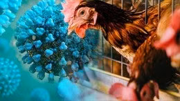 Giới khoa học lo ngại ca H5N1 có dấu hiệu thích nghi với người