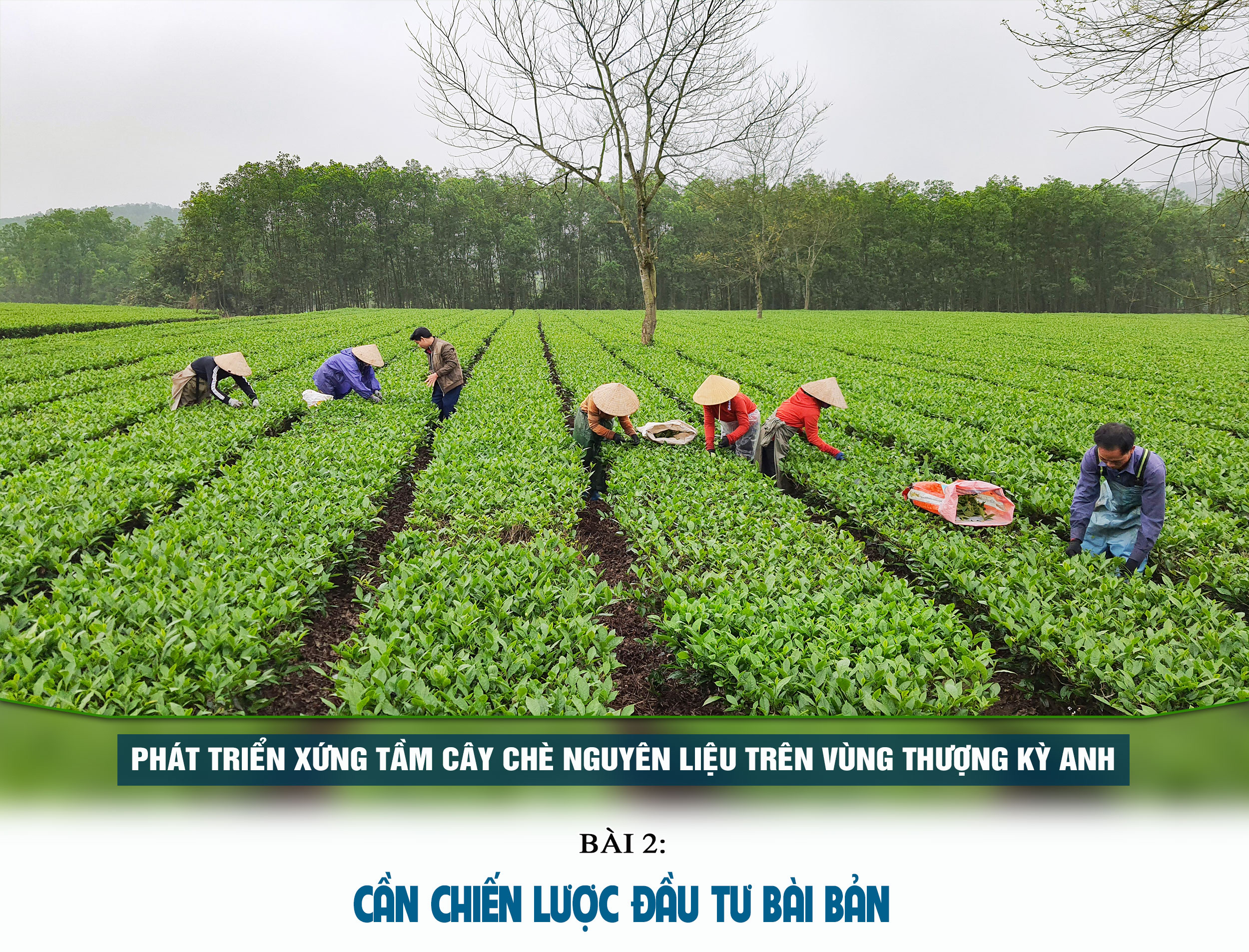 Phát triển xứng tầm cây chè nguyên liệu trên vùng thượng Kỳ Anh (bài 2): Cần chiến lược đầu tư bài bản