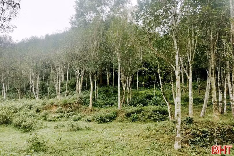 image-1.jpg