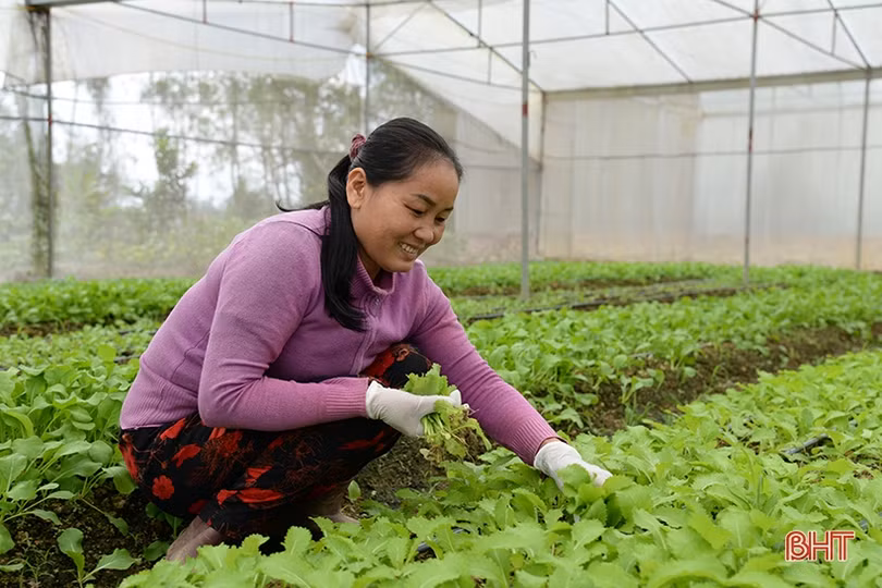 Về quê Hà Tĩnh “khởi nghiệp” ở tuổi ngũ tuần
