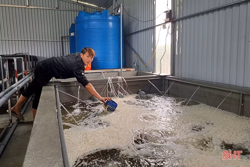 Độc đáo mô hình nuôi cua trong hộp nhựa đầu tiên ở Hà Tĩnh