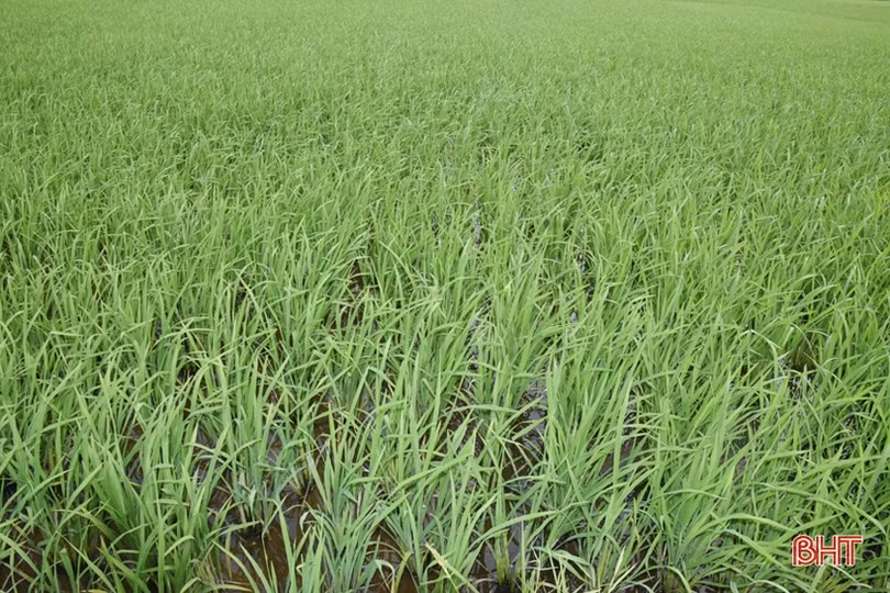 Lộc Hà đồng bộ hóa hệ thống thủy lợi phục vụ sản xuất 