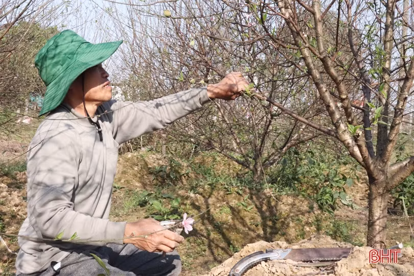Các chủ vườn ở Hà Tĩnh tất bật “hồi sinh” đào sau tết