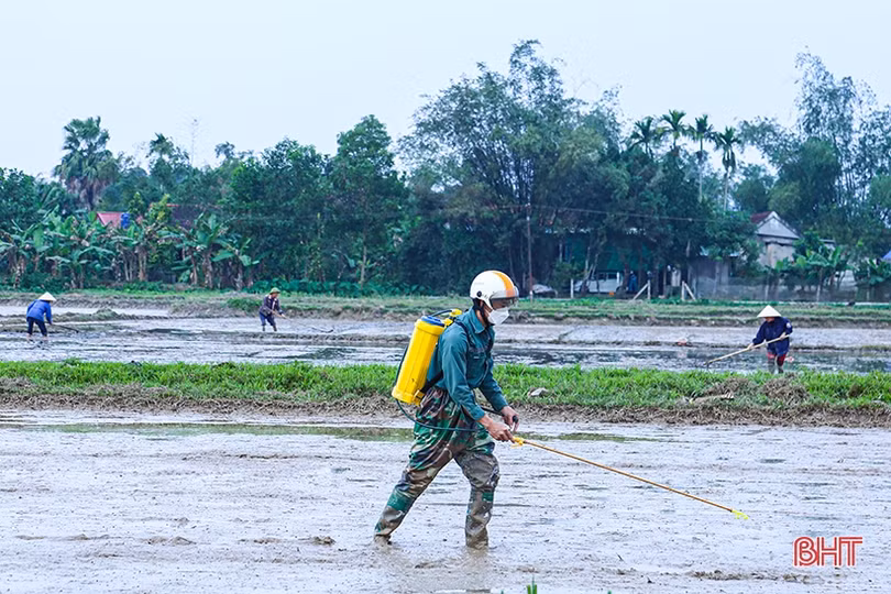 Hà Tĩnh gieo cấy xong trên 45.000 ha lúa xuân
