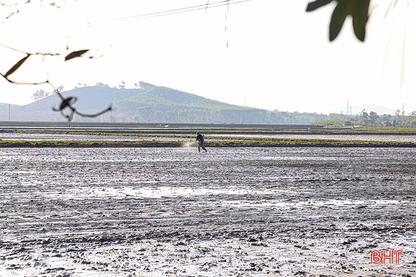 Hà Tĩnh gieo cấy xong trên 45.000 ha lúa xuân