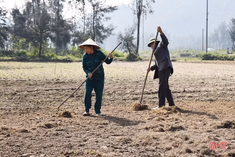 Nông dân Lộc Hà gấp rút gieo trỉa 966 ha lạc xuân