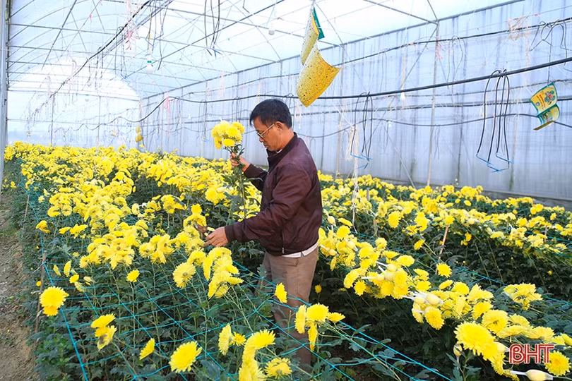Nông dân Hà Tĩnh phấn khởi xuất bán hoa tươi phục vụ rằm tháng Giêng