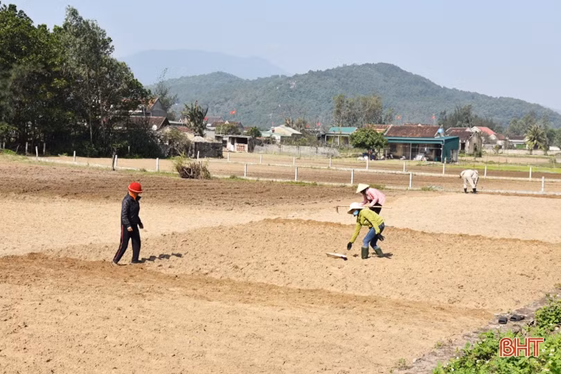 Nông dân Lộc Hà gấp rút gieo trỉa 966 ha lạc xuân