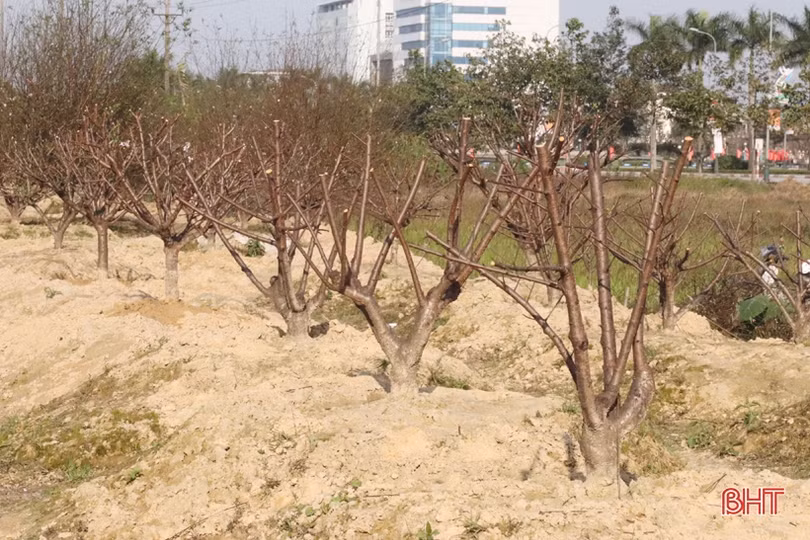 Các chủ vườn ở Hà Tĩnh tất bật “hồi sinh” đào sau tết