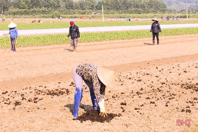 Nhộn nhịp lao động, sản xuất đầu năm ở Đức Thọ